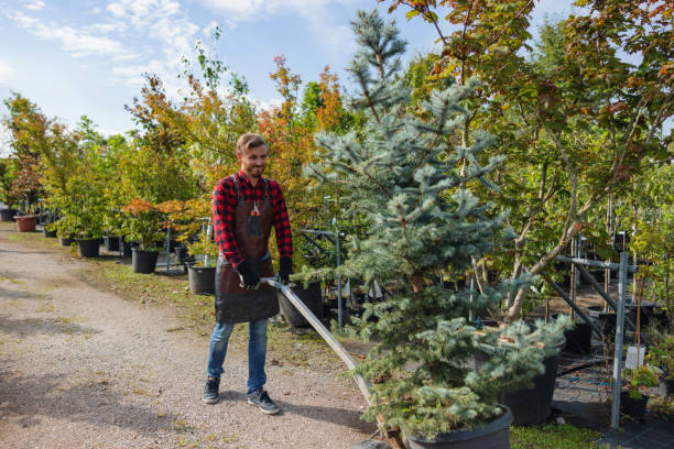 Best Affordable Tree Service  in Hilltop, SC